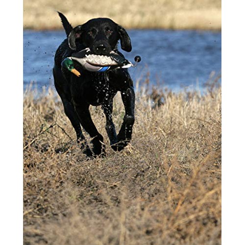 Avery EZ Bird Mallard