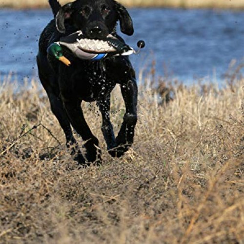 Avery EZ Bird Mallard