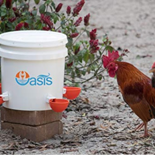 4 Pack Oasis Chicken Watering Cups | Drill Bit and Hardware Incl...