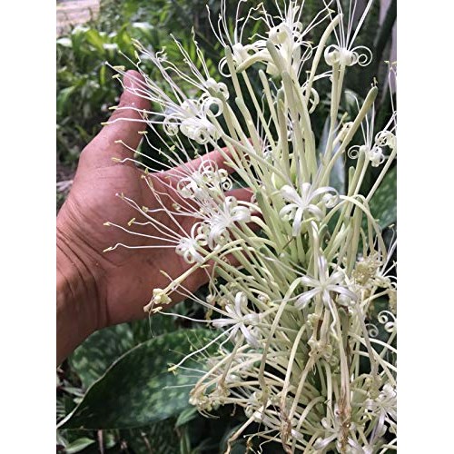 Snake Plant Mother-in-Law, Sanseveria Live 6+” Tall Rooted 2+Leave...