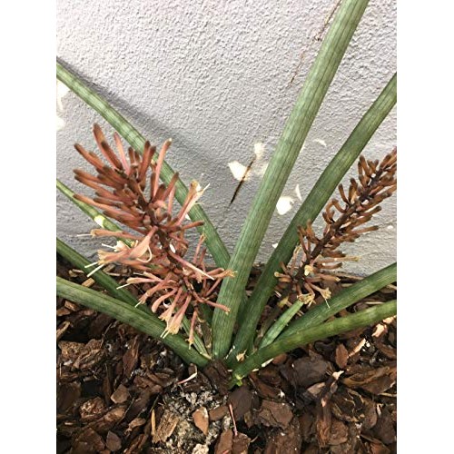 Snake Plant Mother-in-Law, Sanseveria Live 6+” Tall Rooted 2+Leave...