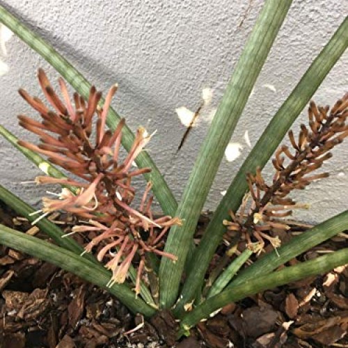 Snake Plant Mother-in-Law, Sanseveria Live 6+” Tall Rooted 2+Leave...