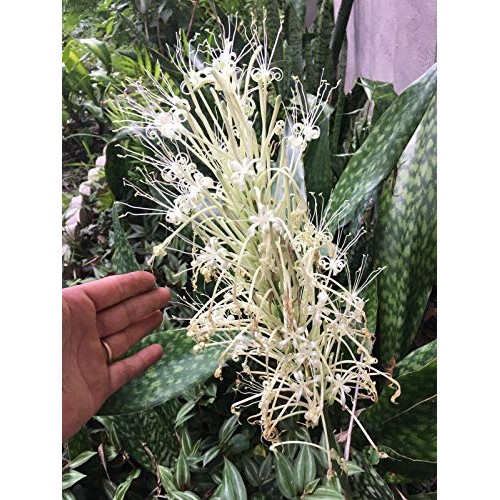 Snake Plant Mother-in-Law, Sanseveria Live 6+” Tall Rooted 2+Leave...
