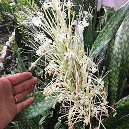 Snake Plant Mother-in-Law, Sanseveria Live 6+” Tall Rooted 2+Leave...