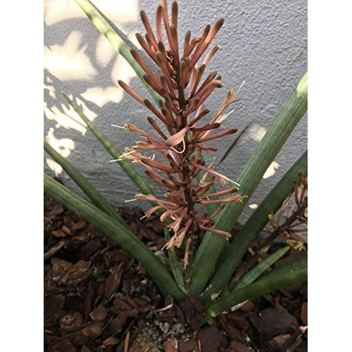 Snake Plant Mother-in-Law, Sanseveria Live 6+” Tall Rooted 2+Leave...