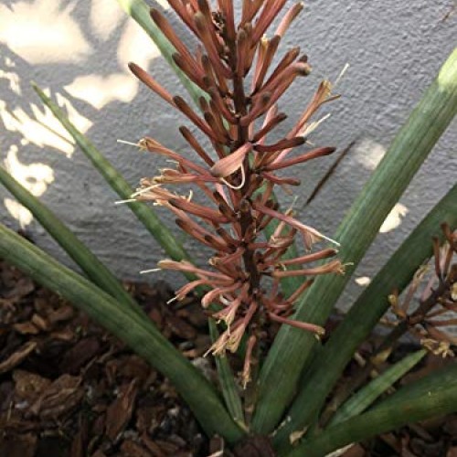 Snake Plant Mother-in-Law, Sanseveria Live 6+” Tall Rooted 2+Leave...