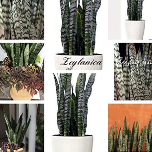 Snake Plant Mother-in-Law, Sanseveria Live 6+” Tall Rooted 2+Leave...