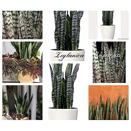 Snake Plant Mother-in-Law, Sanseveria Live 6+” Tall Rooted 2+Leave...