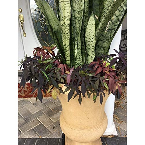 Snake Plant Mother-in-Law, Sanseveria Live 6+” Tall Rooted 2+Leave...