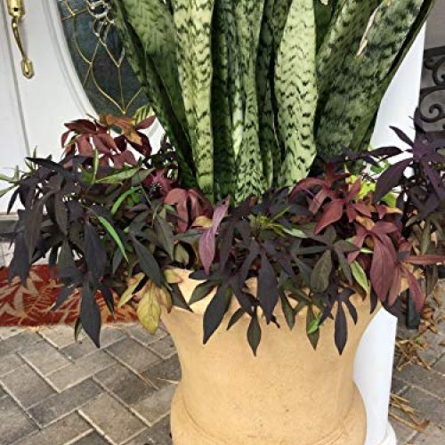 Snake Plant Mother-in-Law, Sanseveria Live 6+” Tall Rooted 2+Leave...