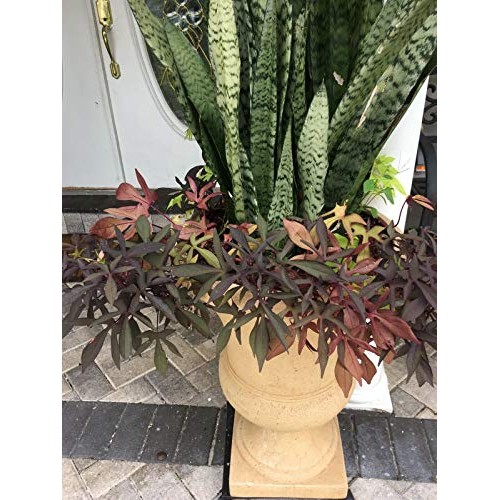 Snake Plant Mother-in-Law, Sanseveria Live 6+” Tall Rooted 2+Leave...