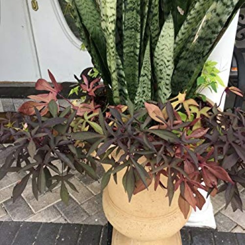 Snake Plant Mother-in-Law, Sanseveria Live 6+” Tall Rooted 2+Leave...