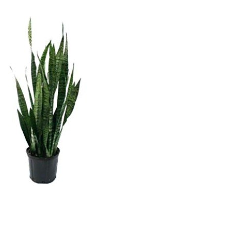 Snake Plant Mother-in-Law, Sanseveria Live 6+” Tall Rooted 2+Leave...