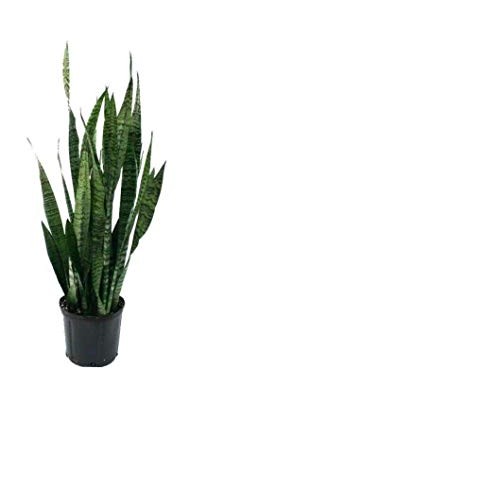 Snake Plant Mother-in-Law, Sanseveria Live 6+” Tall Rooted 2+Leave...