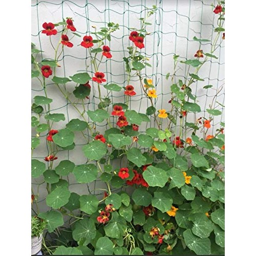 Bamzhu Heavy-Duty Nylon Garden Plant Trellis Netting Elastic Plant...
