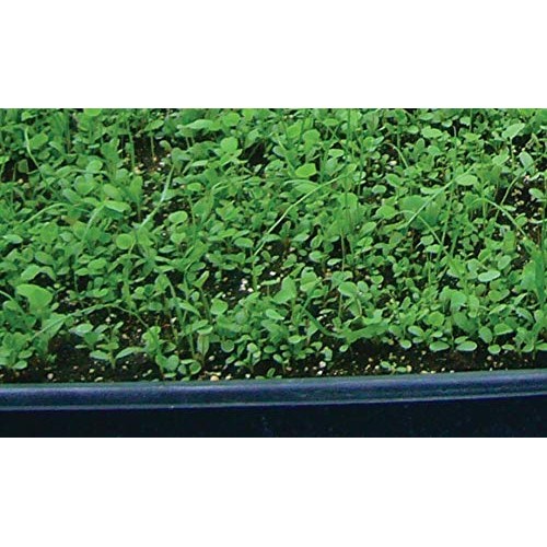 Barenbrug Free Range GroundCover Forage Seed Mixture Ideal for Chi...