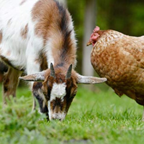 Barenbrug Free Range GroundCover Forage Seed Mixture Ideal for Chi...