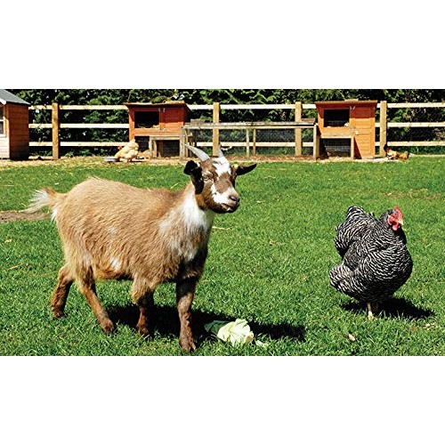 Barenbrug Free Range GroundCover Forage Seed Mixture Ideal for Chi...