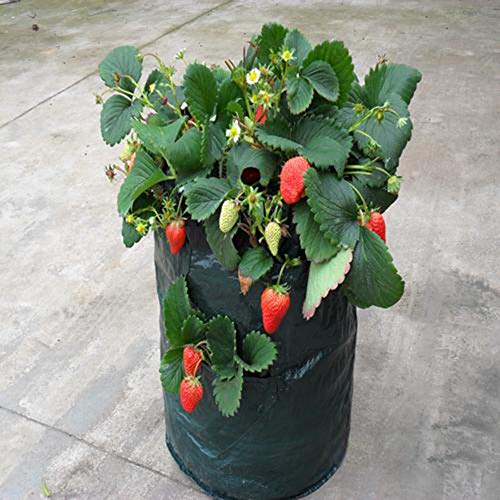 BDSONG 2 Pack Strawberry Planting Bag Gardens Hanging Planter Grow...