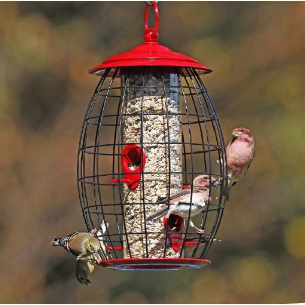 Squirrel-X Sweet Tweet Café Bird Feeder, Squirrel Proof, Four Feed...