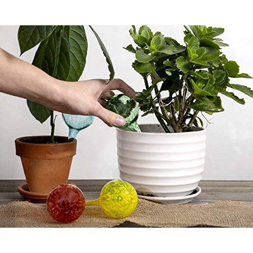 Besti Self Watering Globes for Plants 6-Pack Waters Greenery Up ...