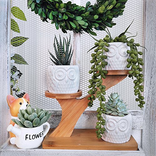3pcs Owl Succulent Pots with 3 Tier Bamboo Saucers Stand Holder - ...