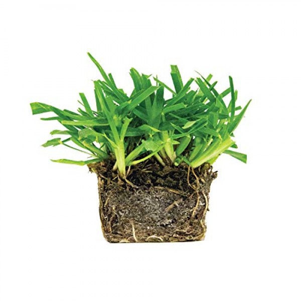 Bethel Farms St. Augustine 3in Natural Grass Plugs 36-Pack