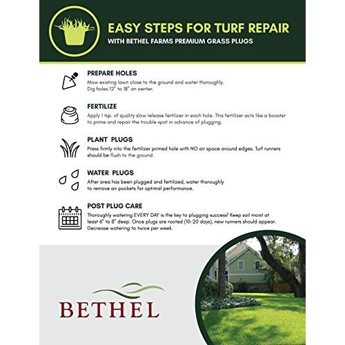 Bethel Farms St. Augustine 3in Natural Grass Plugs 36-Pack