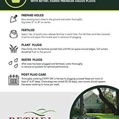 Bethel Farms St. Augustine 3in Natural Grass Plugs 36-Pack
