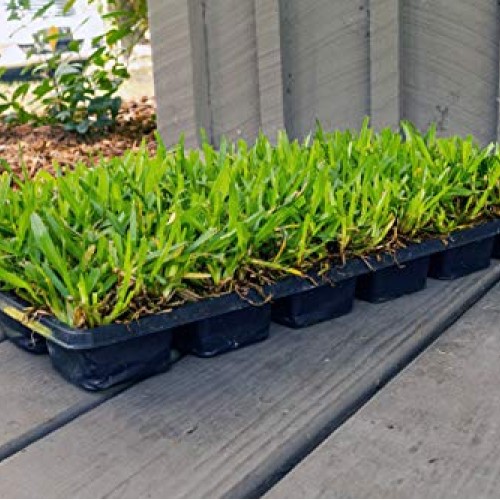 Bethel Farms St. Augustine 3in Natural Grass Plugs 36-Pack