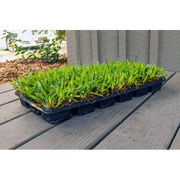 Bethel Farms St. Augustine 3in Natural Grass Plugs 36-Pack