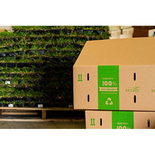 Bethel Farms St. Augustine 3in Natural Grass Plugs 36-Pack