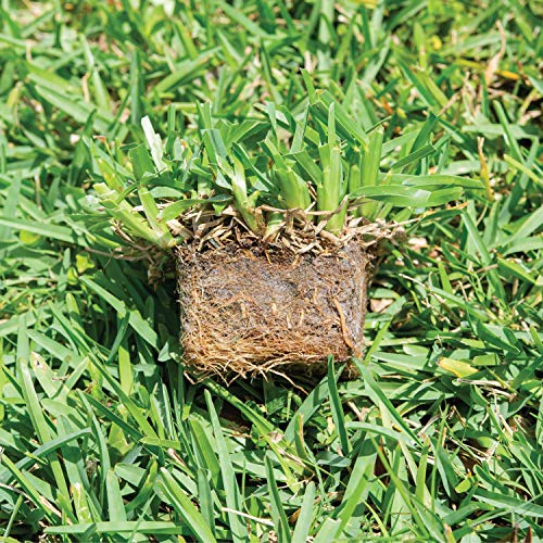 Bethel Farms St. Augustine 3in Natural Grass Plugs 36-Pack