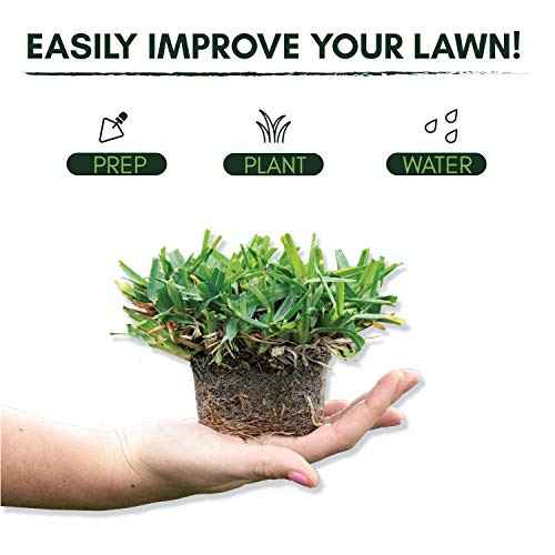 Bethel Farms St. Augustine 3in Natural Grass Plugs 36-Pack