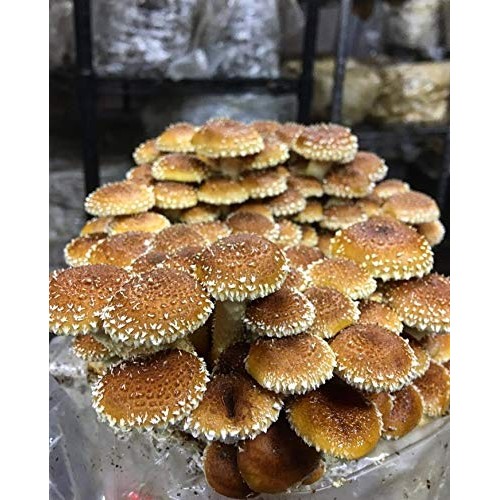 1 LB of Chestnut Mushroom Spawn Mycelium to Grow Gourmet and Medic...