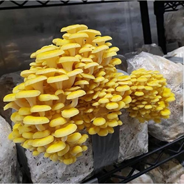 1 LB of Golden Oyster Mushroom Spawn Mycelium to Grow Gourmet and ...