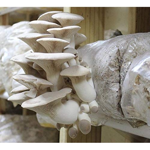 1 LB of King Oyster Mushroom Spawn Mycelium to Grow Gourmet and Me...