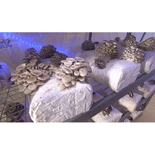 1 LB of Pearl Oyster Mushroom Spawn Mycelium to Grow Gourmet and M...