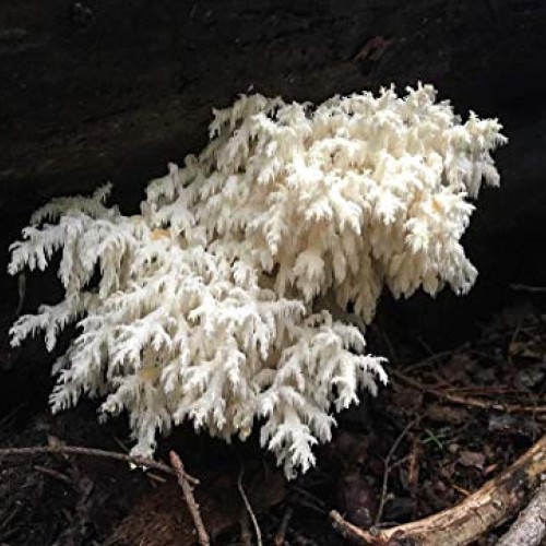 100 Bears Head Tooth Mushroom Spawn Plugs to Grow Gourmet and Medi...