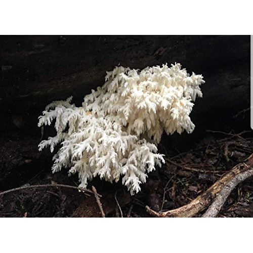 100 Bears Head Tooth Mushroom Spawn Plugs to Grow Gourmet and Medi...