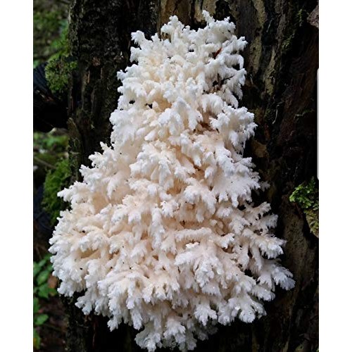 100 Bears Head Tooth Mushroom Spawn Plugs to Grow Gourmet and Medi...