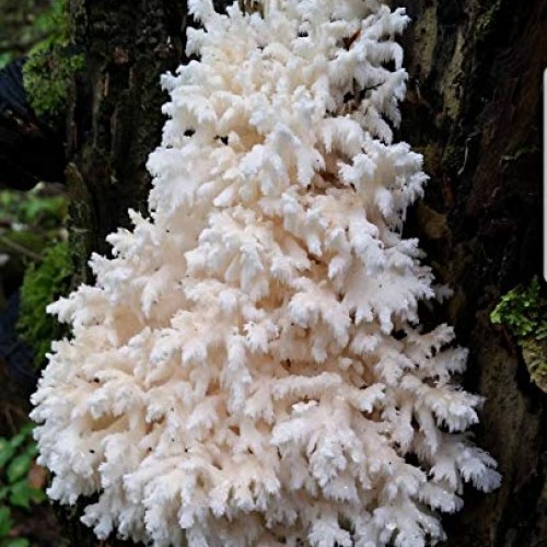 100 Bears Head Tooth Mushroom Spawn Plugs to Grow Gourmet and Medi...