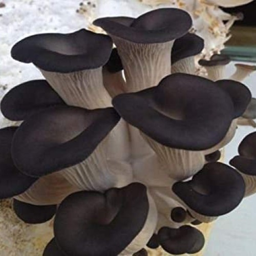 100 Black Oyster Mushroom Spawn Plugs/Dowels to Inoculate Logs or ...