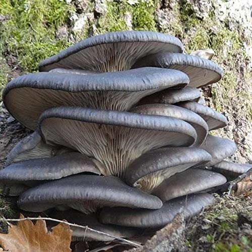 100 Blue Oyster Mushroom Spawn Plugs/Dowels to Inoculate Logs or S...