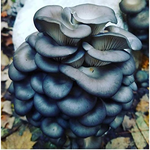 100 Blue Oyster Mushroom Spawn Plugs/Dowels to Inoculate Logs or S...