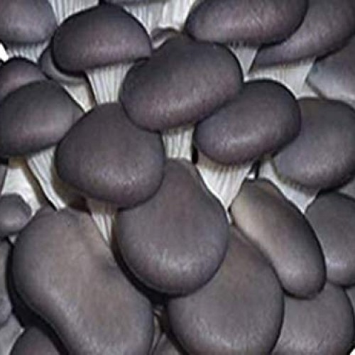 100 Blue Oyster Mushroom Spawn Plugs/Dowels to Inoculate Logs or S...