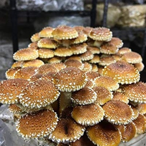 100 Chestnut Mushroom Spawn Plugs/Dowels to Inoculate Logs or Stum...