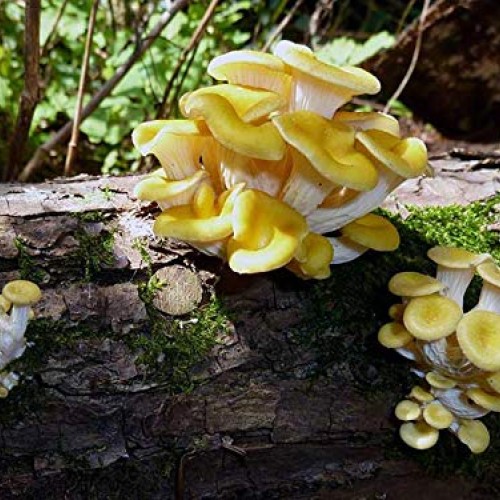 100 Golden Oyster Mushroom Spawn Plugs/Dowels to Inoculate Logs or...