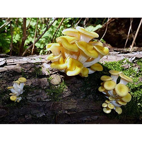 100 Golden Oyster Mushroom Spawn Plugs/Dowels to Inoculate Logs or...