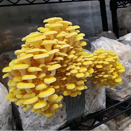100 Grams/4 oz of Golden Oyster Mushroom Spawn Mycelium to Grow Go...